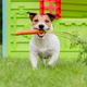 Image for article titled Can (should?) dogs survive on a vegan diet?
